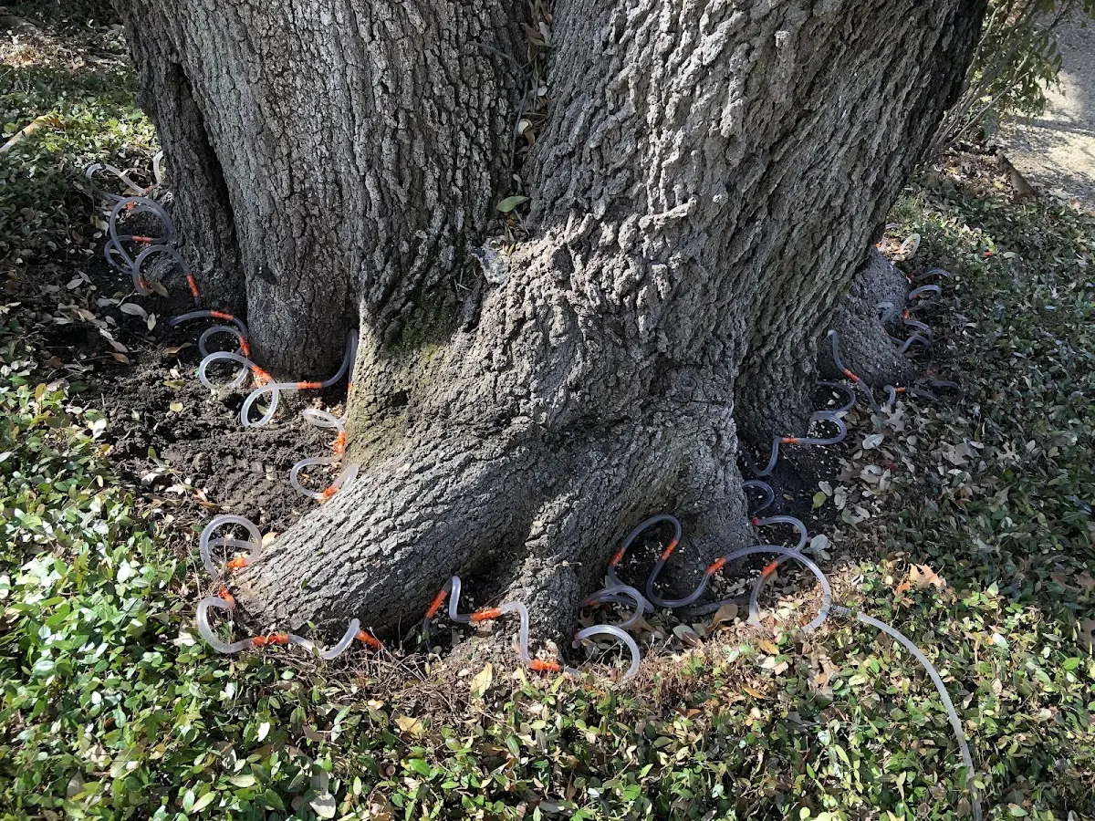 Detailed Tree Cabling and Bracing job site in Belle Plaine