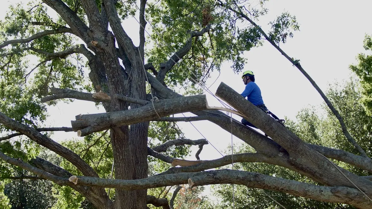 Professional Crown Thinning performed by certified arborists in Belle Plaine