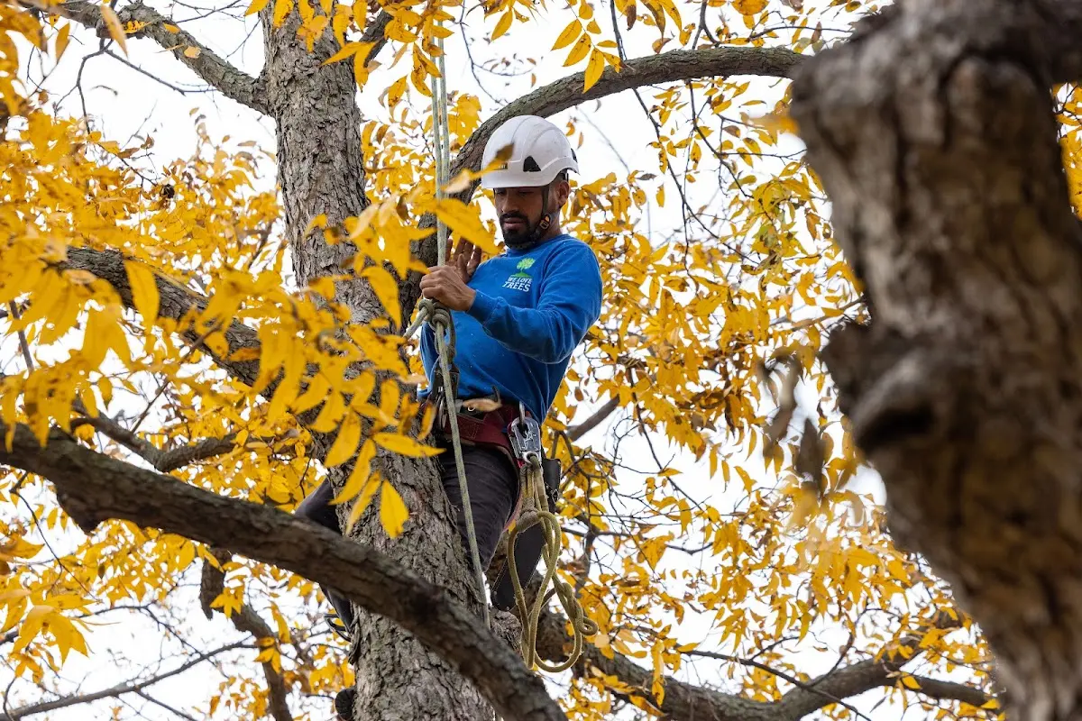 Skilled Tree Pruning crew working in Belle Plaine